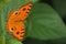 Buck eye Butterfly, insects, nature