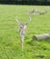 Buck Fallow Deer