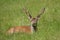 Buck fallow deer in grass