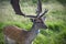 Buck of fallow deer with palmate antlers