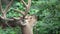 Buck feeding on leaves