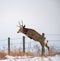 A Buck In Full Rut Jumping Fence