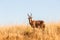 Buck Grasslands Wildlife Animals