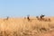 Buck Herd Grasslands Wildlife Animals