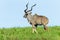 Buck Kudu Animal Plateau Wildlife