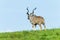 Buck Kudu Animal Plateau Wildlife