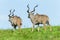 Buck Kudu Animals Walking Plateau Wildlife