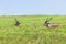 Buck Kudu Bulls Grasslands Wildlife Animals