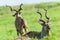 Buck Kudu Bulls Wildlife Animals