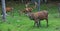 Buck at maturity age in the period of crossing with the female. Portrait of noble deer male in the wild landscape. Red deer on ale