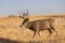 Buck Mule Deer in Autumn in Colorado