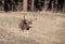 Buck mule deer with large antlers walking through golden field meadow in Rocky Mountains, Colorado, USA