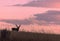 Buck Mule Deer Silhouetted at Sunset