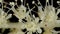 Buck`s Beard Aruncus dioicus. Inflorescence Detail Closeup
