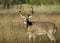 Buck Whitetail Deer