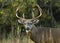 Buck Whitetail Deer