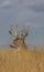 Buck Whitetail Deer Bedded in Autumn