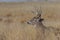 Buck Whitetail Deer Bedded in Colorado
