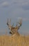 Buck Whitetail Deer Bedded in Fall in Colorado