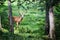 Buck Whitetail Deer in forest