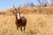 Buck Wildlife Animal Closeup