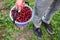a bucket of beautiful juicy ripe cherries, a bucket of collected berries cherry