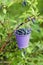 Bucket with berries hanging on honeysuckle bush