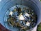 Bucket of Blue Crabs