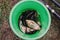 A bucket of caught crucian fish and gobies. Great catch on a float in a river