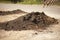 Bucket of excavator pours out the ground against the background of a rural industrial zone. Bulldozer work on the