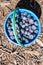 Bucket filled with freshly picked blueberries at a U-Pick blueberry farm