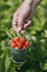 Bucket of freshly picked strawberries in the farmer hand