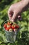 bucket of freshly picked strawberries in the farmer hand