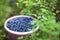 Bucket full of bilberries near blue berry bush