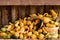 Bucket Full of Gourds