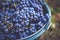 Bucket of grapes during the picking in the vineyard