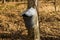 Bucket on Maple Tree Collecting Sap - 2