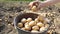 Bucket of new crop of potatoes in the garden top view. Young early potatoes are collected by female hands in buckets in the garden