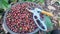 a bucket of red coffee cherries with twigs on top