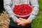 Bucket of ripe raspberry in the hands of boys