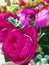 a bucket of roses in the indoor garden