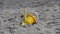 Bucket spade sandcastle Diggers toys on sandy beach with sea wave in  UK