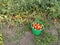 Bucket with tomatoes on a background of tomato bushes