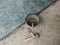 Bucket, trowel, hammer for put tiles on cement floor