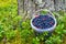 Bucket with wild berries bilberry