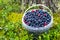 Bucket with wild berries bilberry