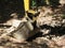 The bucket of the yellow excavator sits at rest in the wood