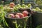 Buckets with collected apples stand on the grass in an apple orchard.