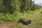 Buckets with collected apples stand on the grass in an apple orchard