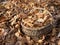 A buckets full of dried dead leaves in autumn. Gathering of dried leaves in a pile as gardening works in late autumn.